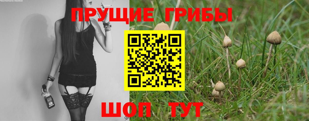 Псилоцибиновые грибы Cubensis  наркота  Малоярославец  Псилоцибиновые грибы прущие грибы 